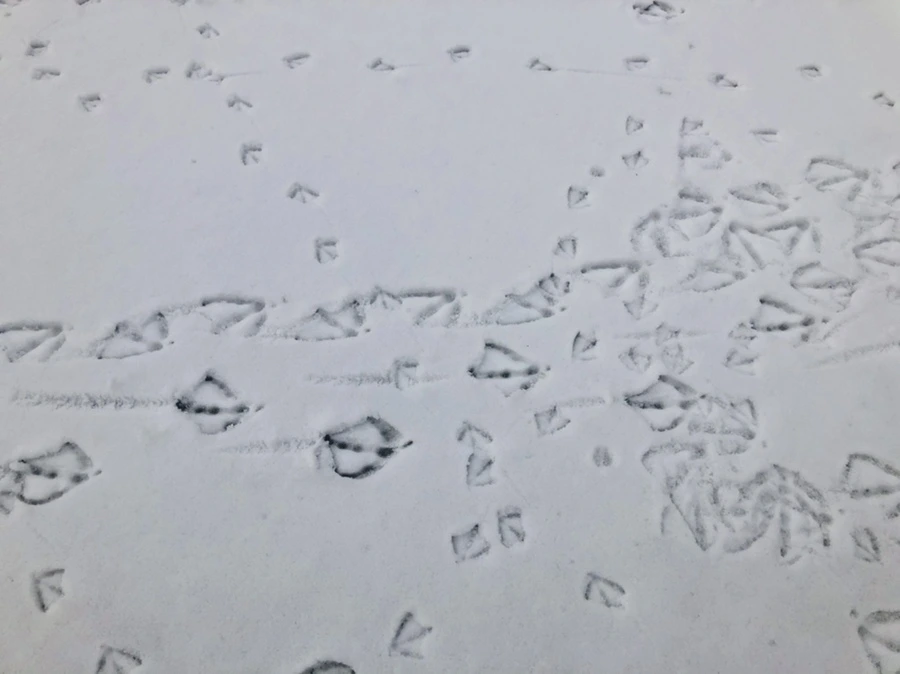 IMG_2515.jpg?type=w966