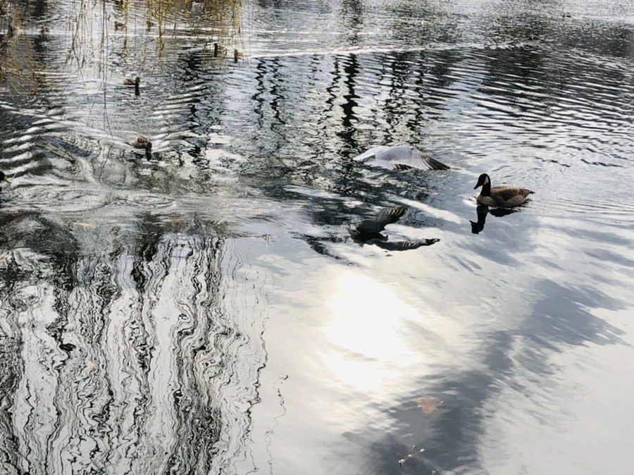 n6lf2hC9c-QofqZGqIDy_tAjBoc