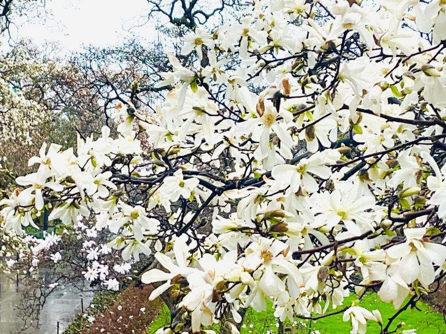 IMG_7351.JPG?type=w966