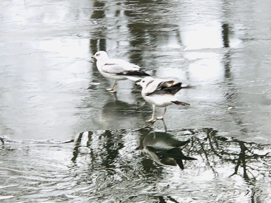 IMG_8995.jpg?type=w966