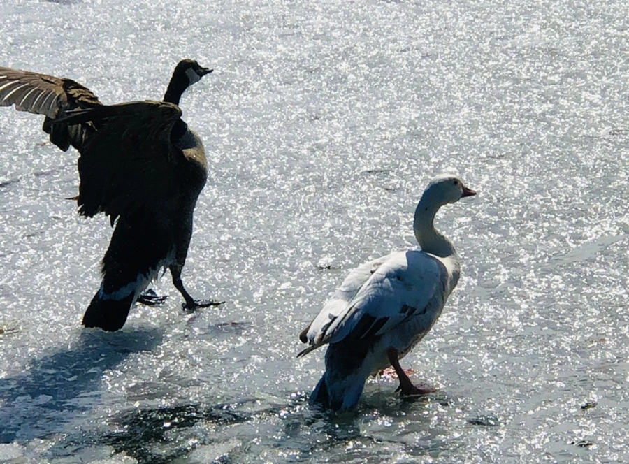 IMG_5409.jpg?type=w966