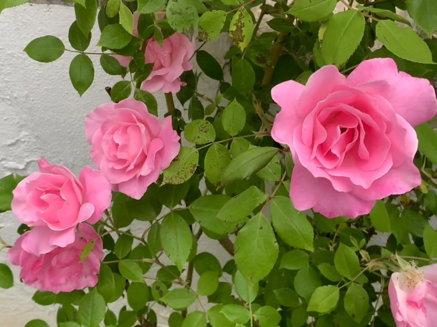 IMG_4785.jpg?type=w966