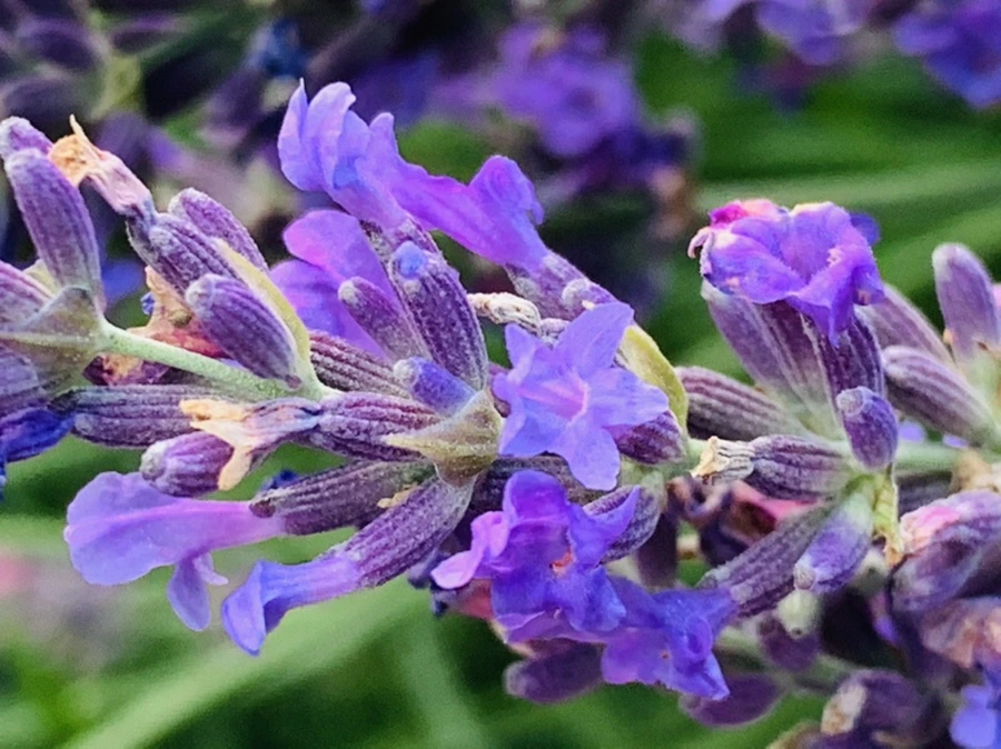 IMG_0873.jpg?type=w966