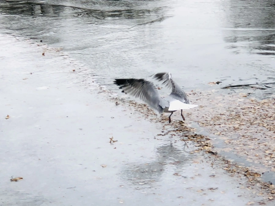 IMG_8703.jpg?type=w966