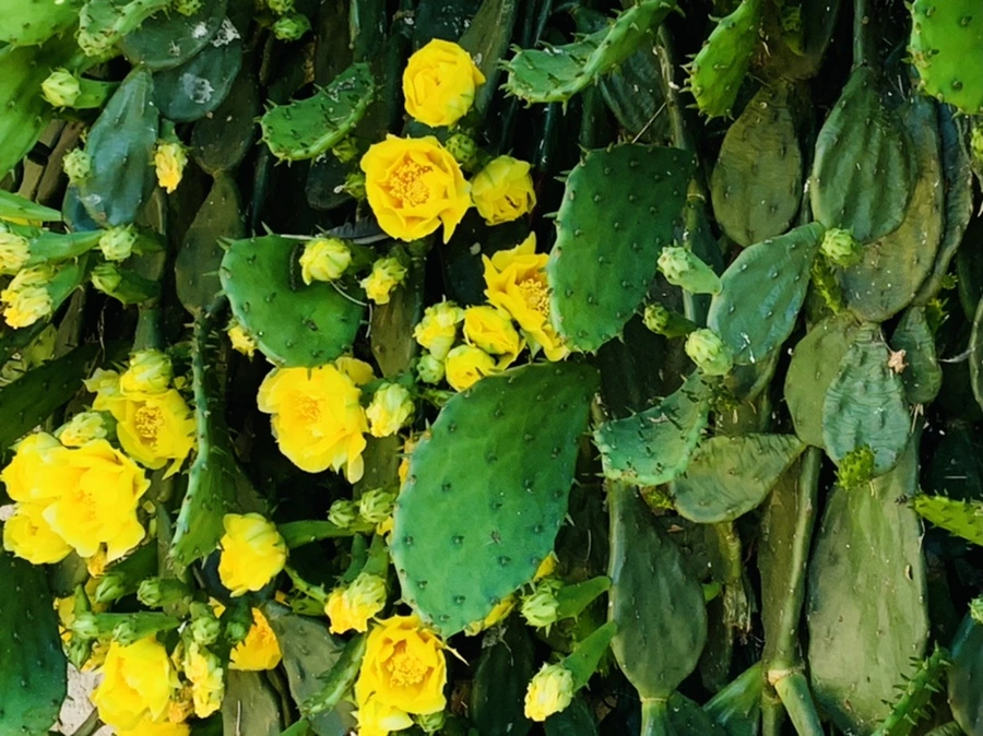 IMG_4347.jpg?type=w966