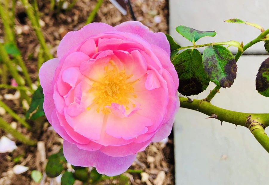 IMG_2214.jpg?type=w966