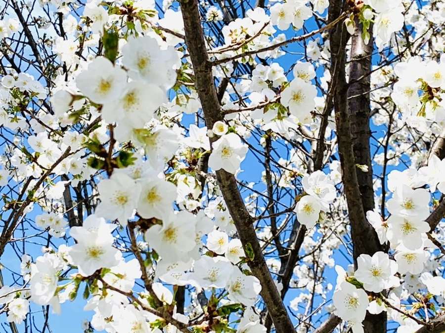 IMG_8366.jpg?type=w966