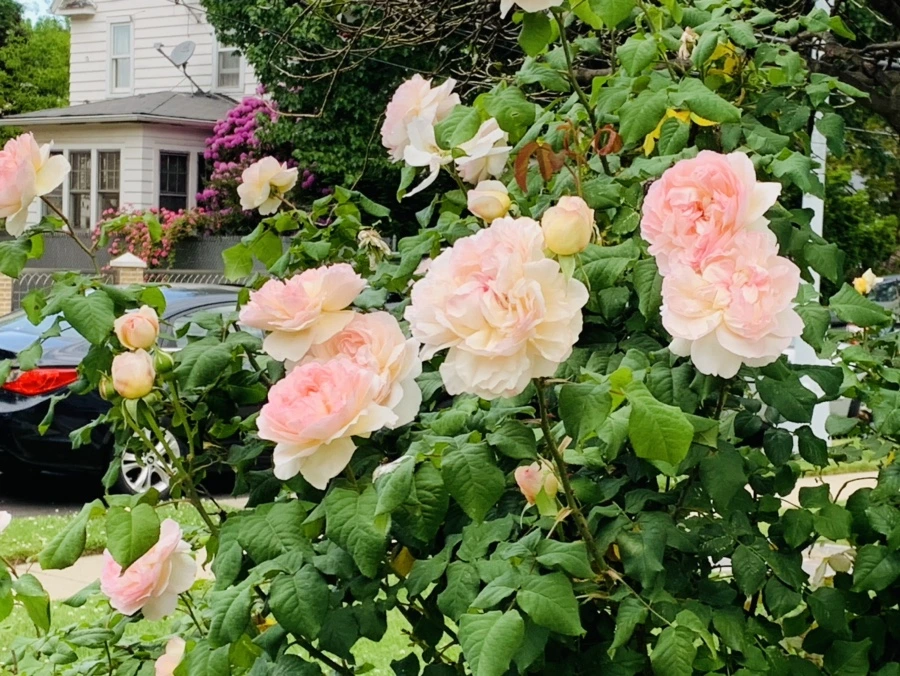 IMG_5503.jpg?type=w966