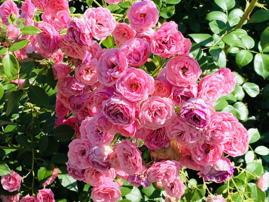 IMG_3144.jpg?type=w966