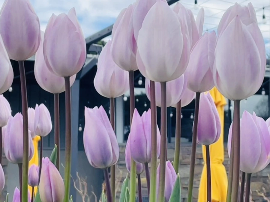 IMG_1411.jpg?type=w966