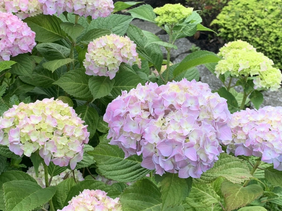 IMG_2663.jpg?type=w966