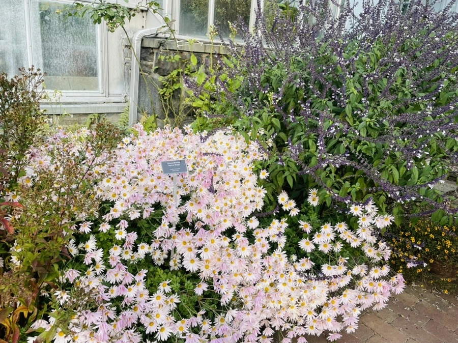 IMG_2410.jpg?type=w966