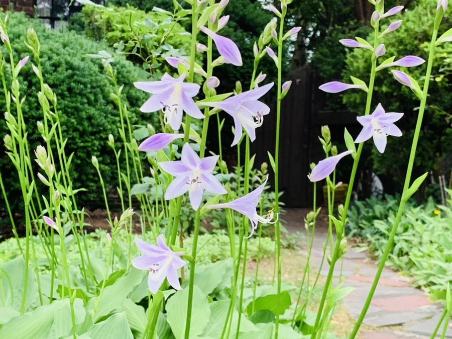 IMG_7175.jpg?type=w966