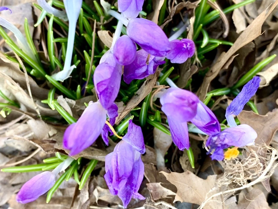 IMG_1450.jpg?type=w966