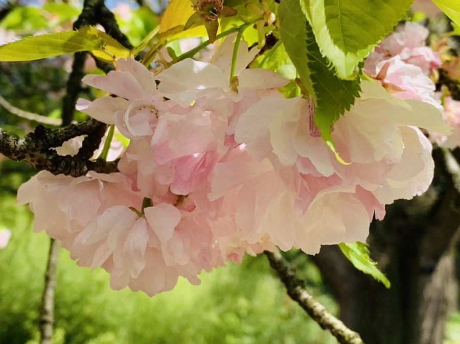 IMG_6308.jpg?type=w966