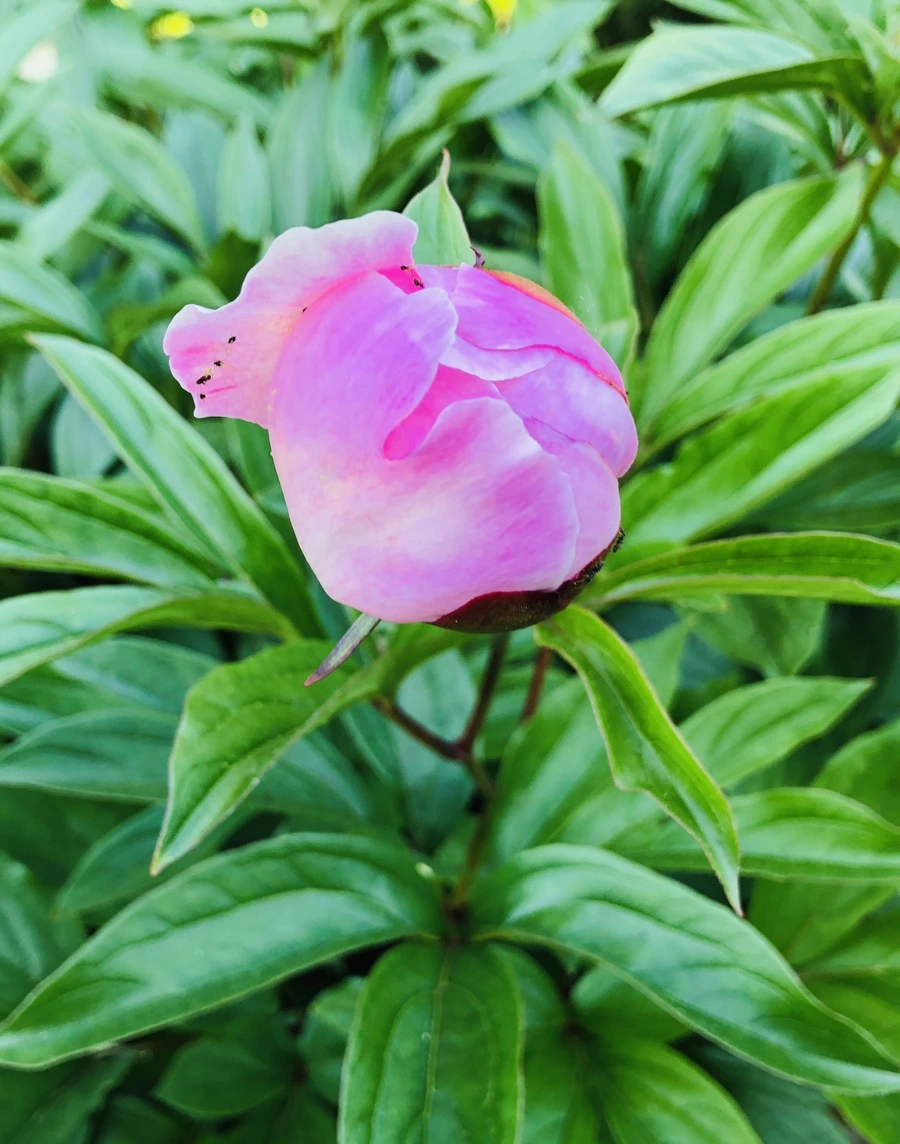 IMG_7674.jpg?type=w966