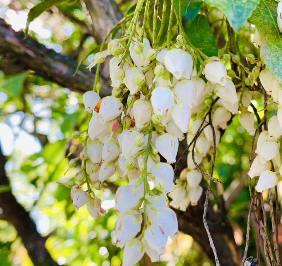 IMG_2027.jpg?type=w966