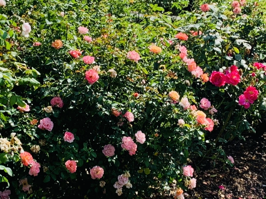 IMG_8463.jpg?type=w966