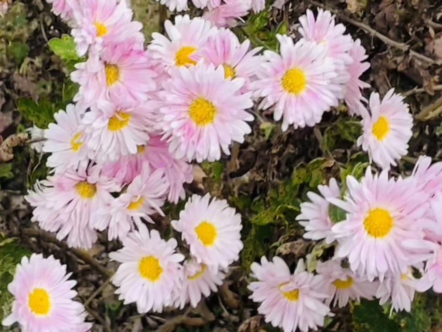 IMG_2489.jpg?type=w966