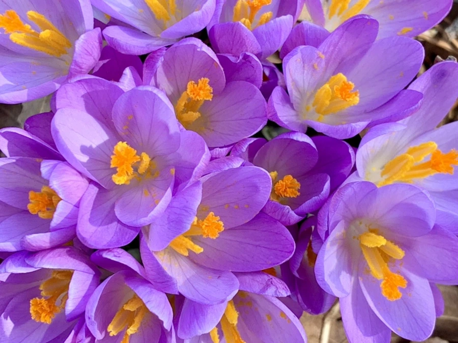 IMG_0163.jpg?type=w966