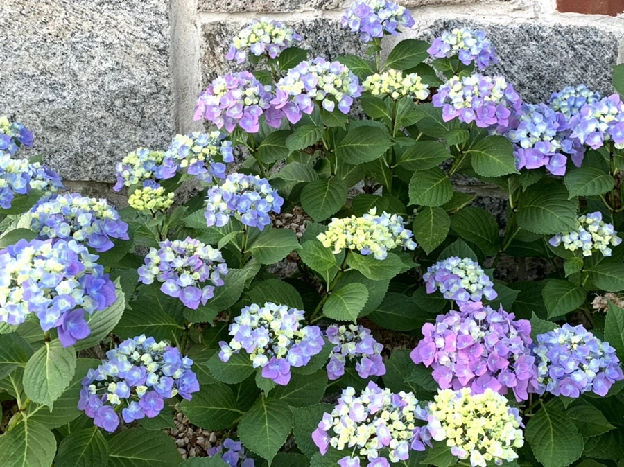 IMG_5253.jpg?type=w966