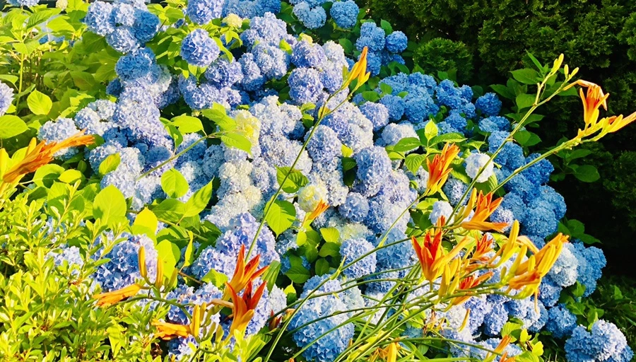 IMG_0695.jpg?type=w966