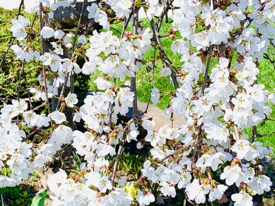 IMG_8232.jpg?type=w966