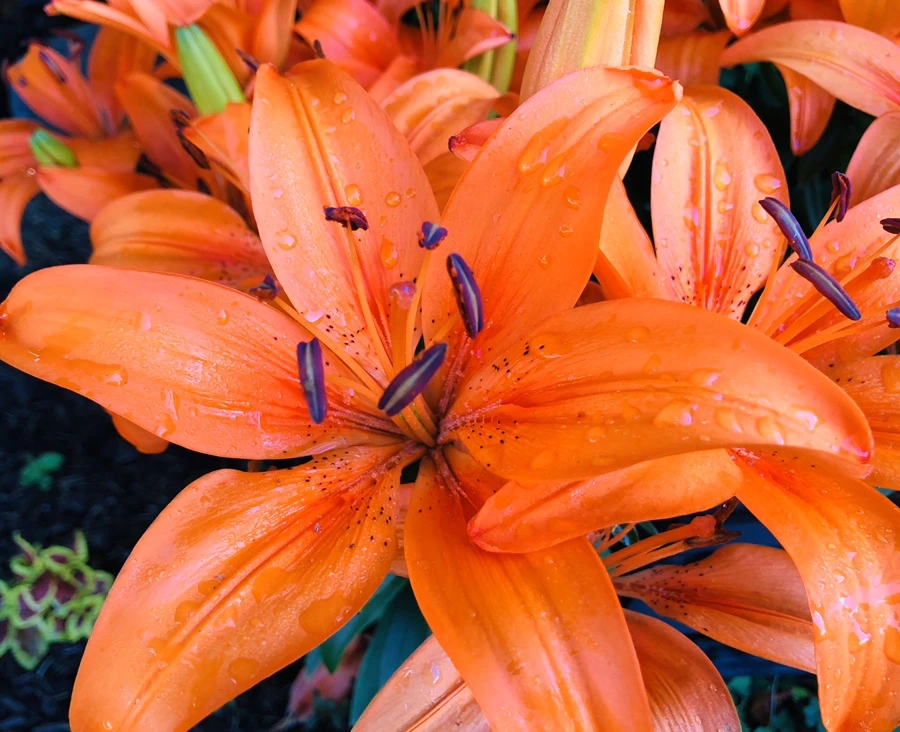 IMG_9061.jpg?type=w966