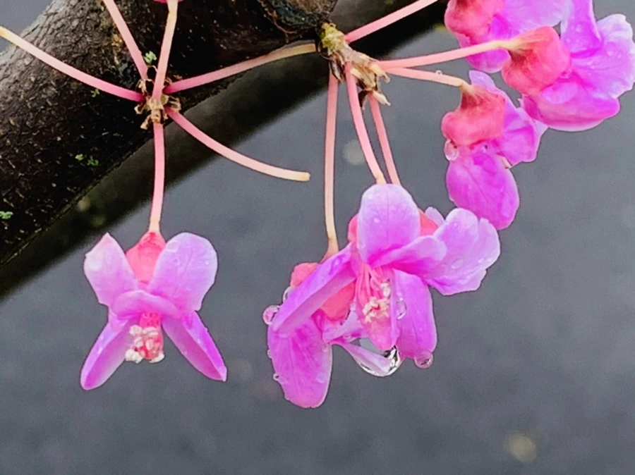 IMG_9517.jpg?type=w966