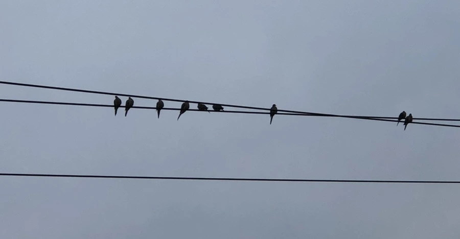 IMG_2379.jpg?type=w966