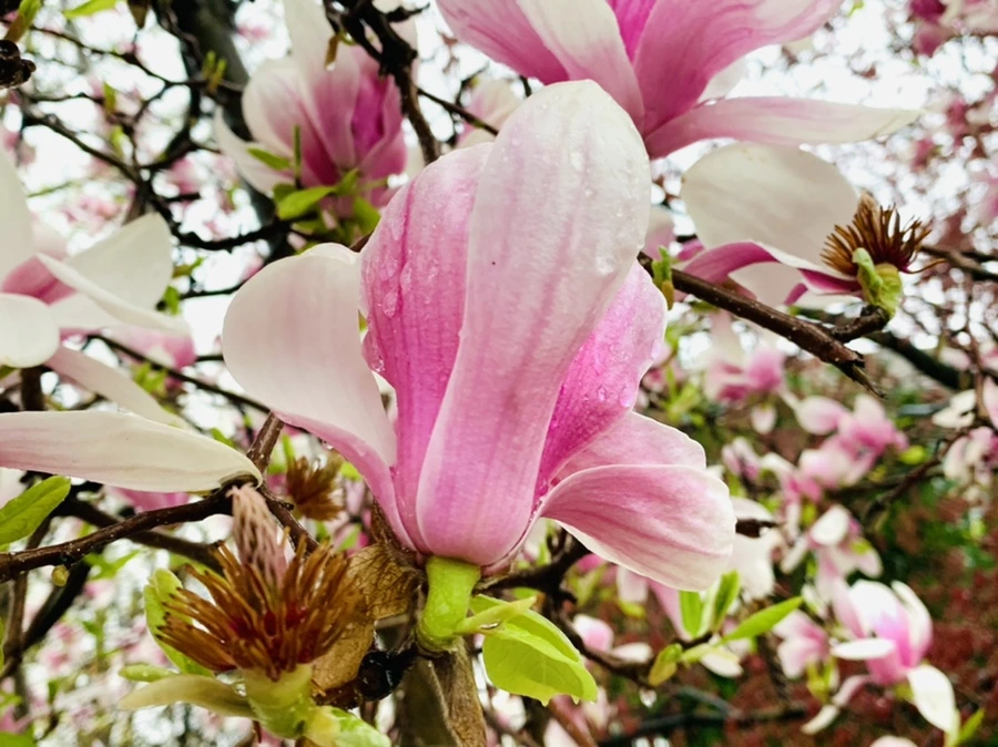 IMG_2369.jpg?type=w966