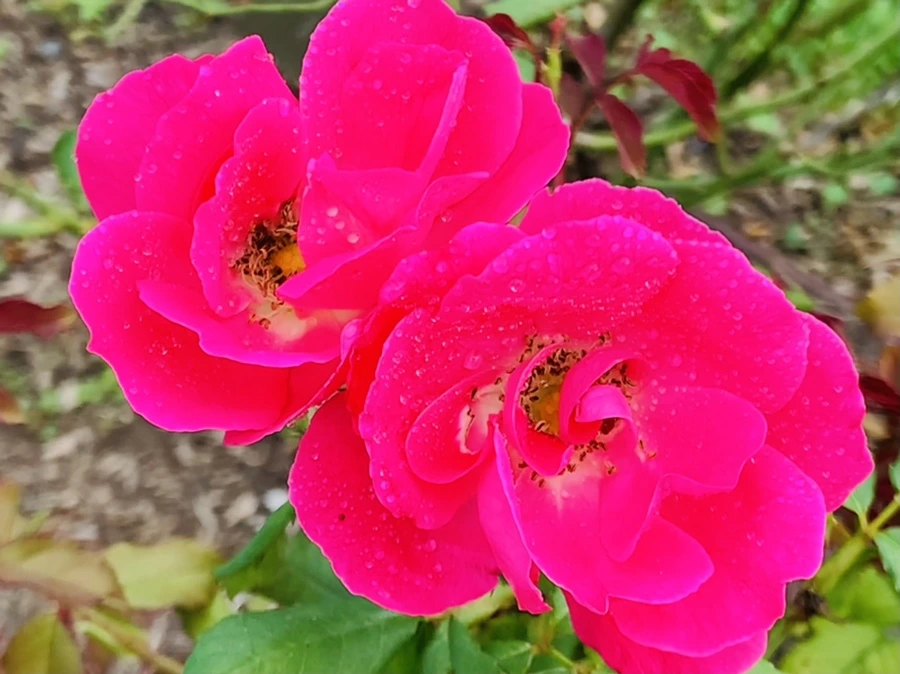 IMG_4997.jpg?type=w966