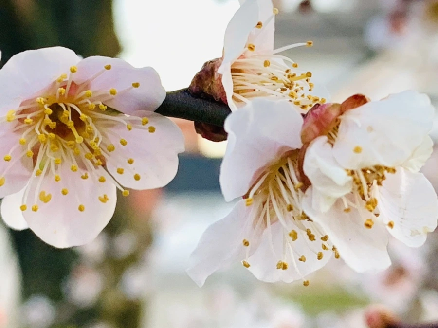 IMG_2376.jpg?type=w966