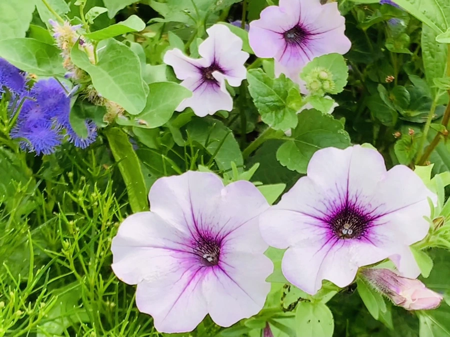 IMG_4944.jpg?type=w966