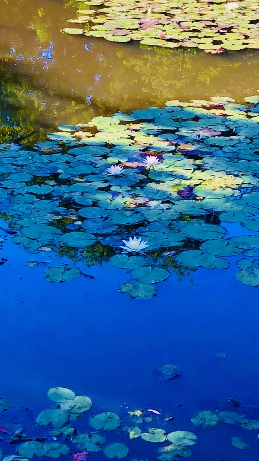 IMG_3883.jpg?type=w966