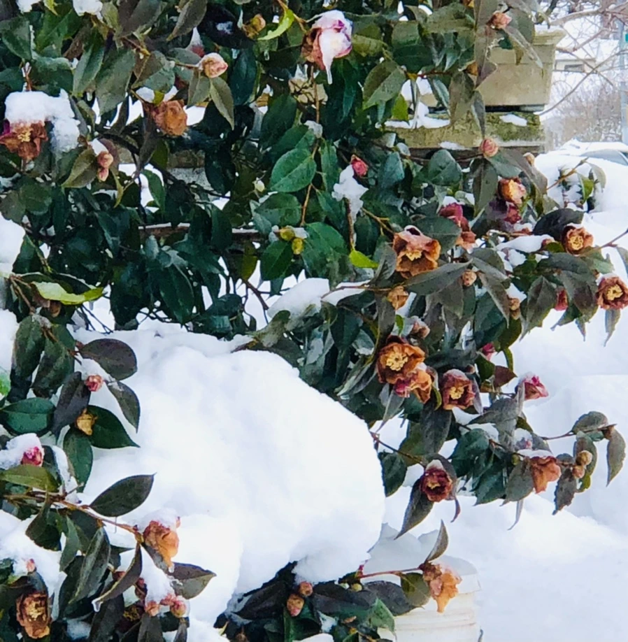 IMG_9073.jpg?type=w966