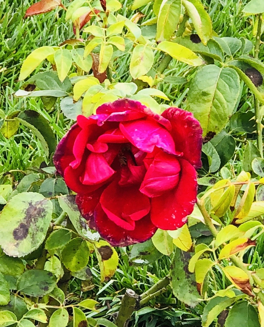 IMG_2248.jpg?type=w966