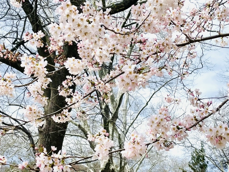 IMG_8181.jpg?type=w966