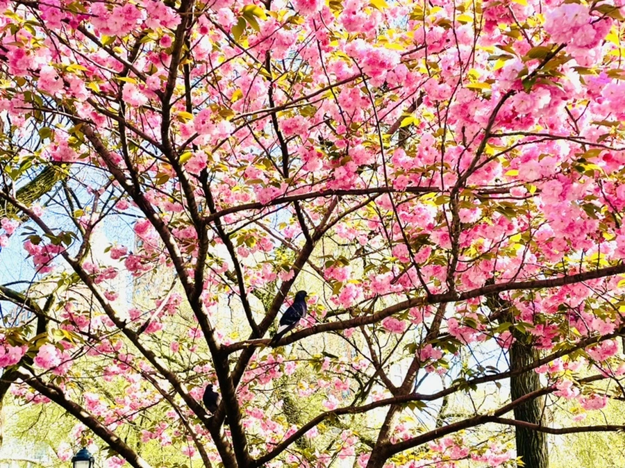 IMG_2379.jpg?type=w966