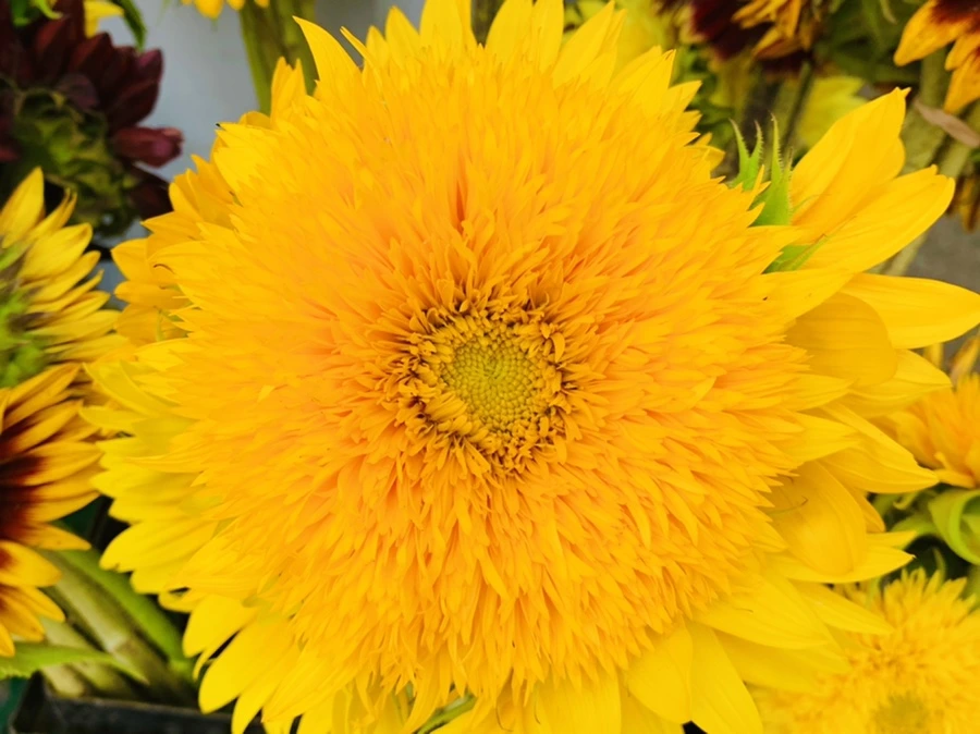 IMG_6628.jpg?type=w966