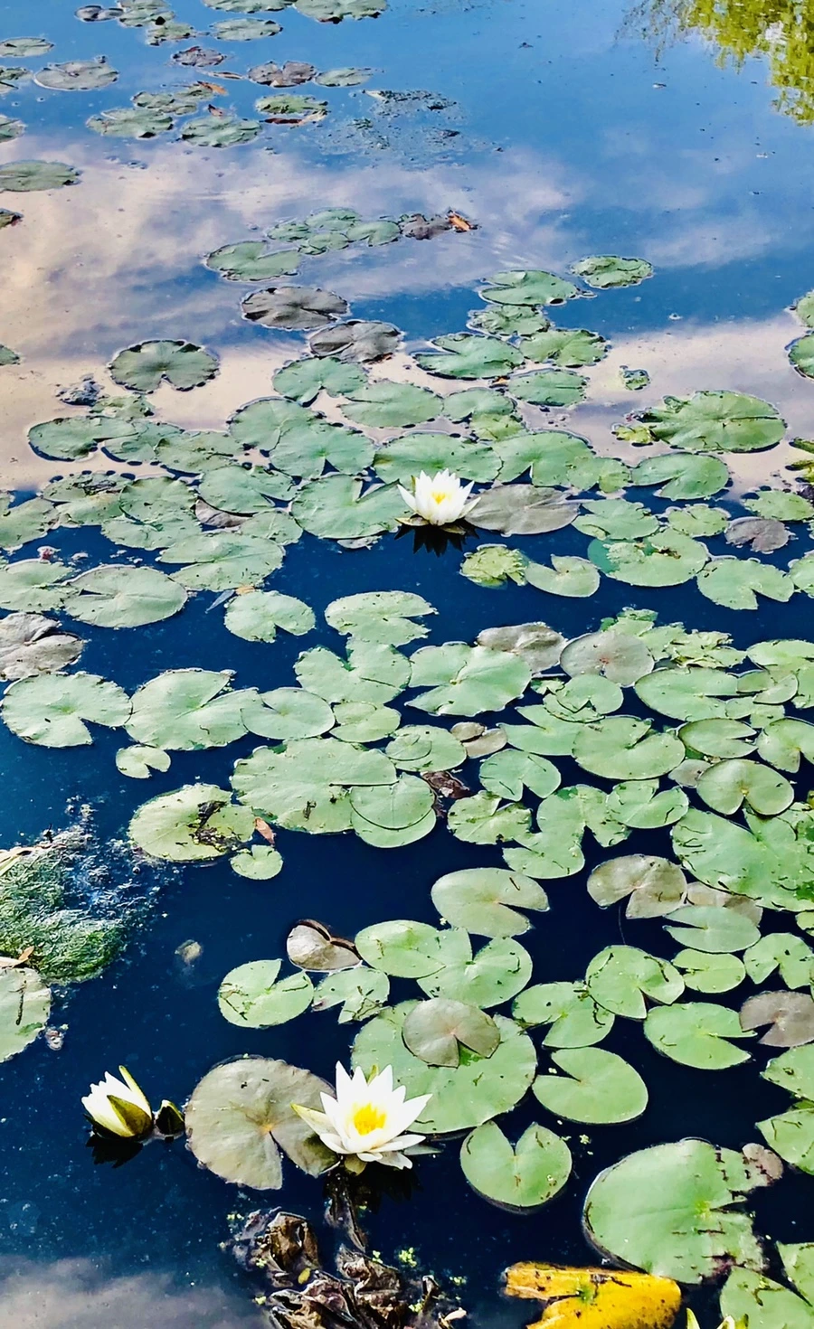 IMG_9209.jpg?type=w966