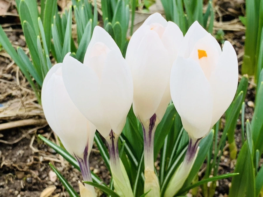 IMG_3496.jpg?type=w966