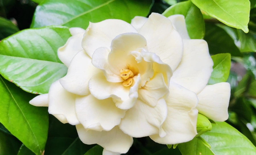 IMG_1286.jpg?type=w966