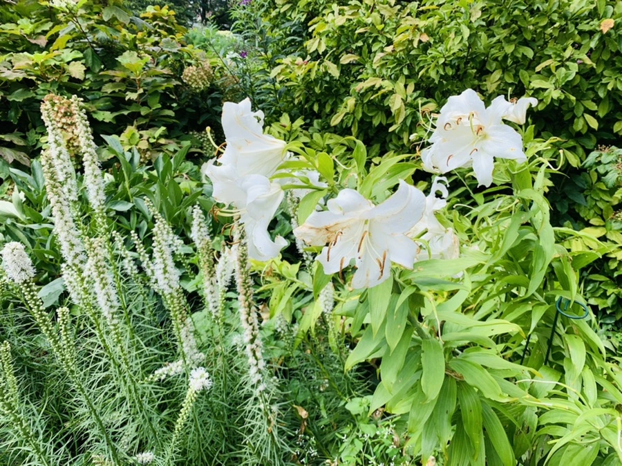 IMG_4917.jpg?type=w966