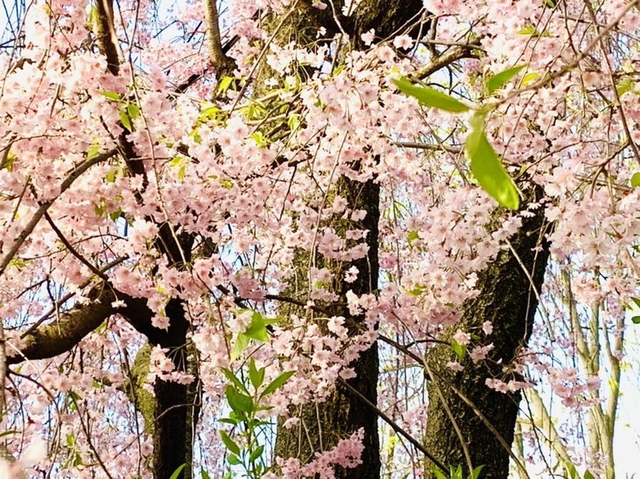 IMG_3720.jpg?type=w966