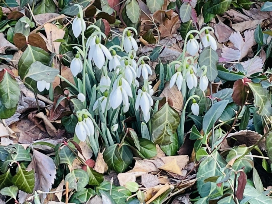 IMG_1807.jpg?type=w966