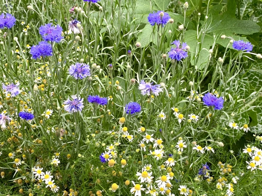 IMG_2970.jpg?type=w966