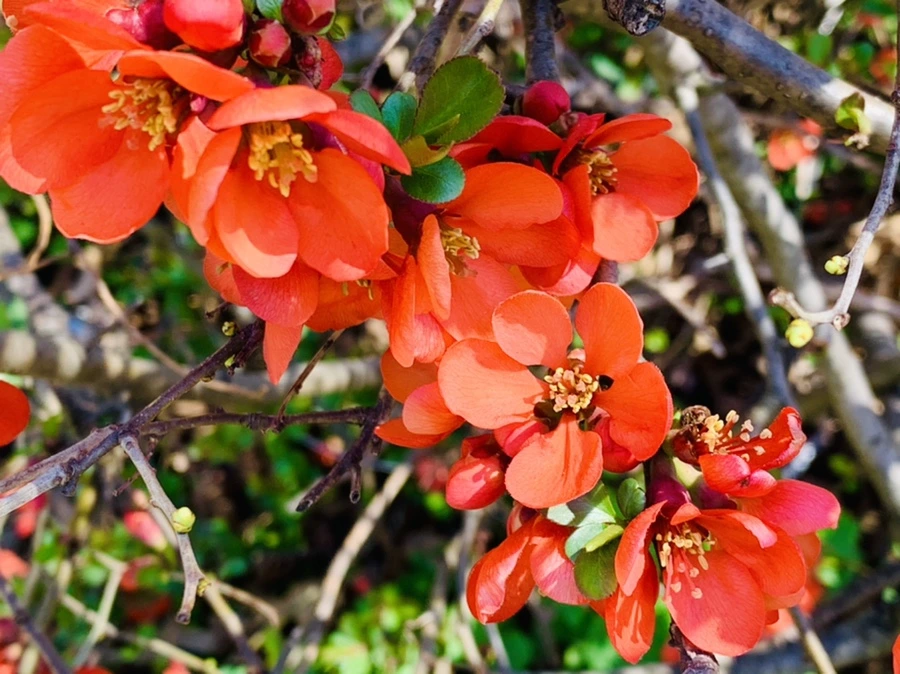 IMG_8519.jpg?type=w966