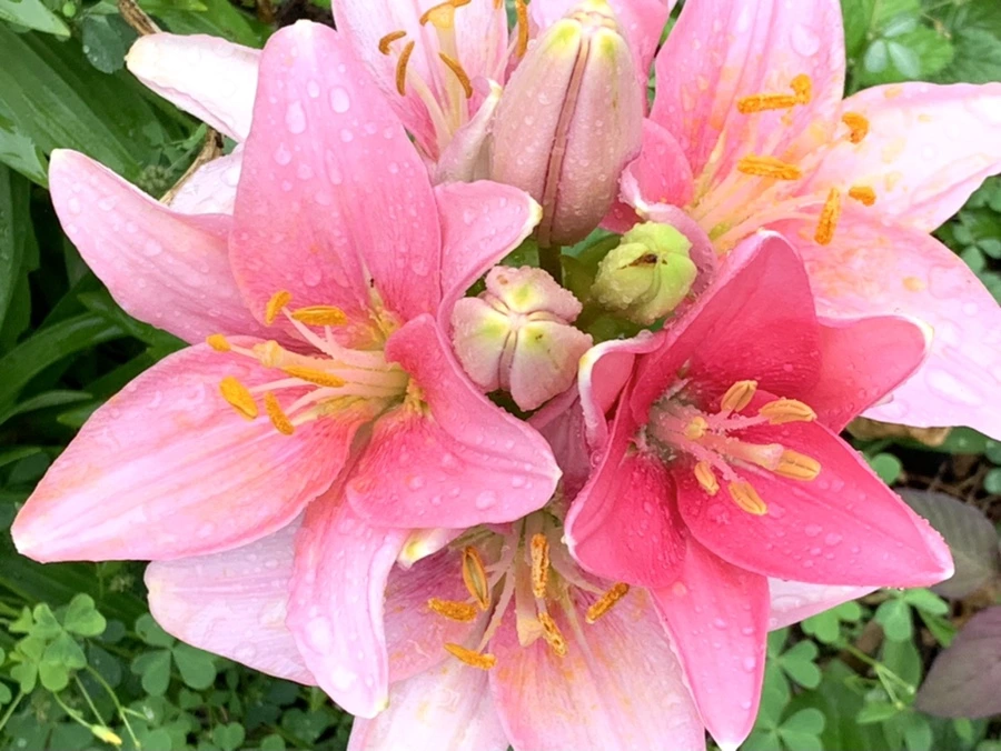 IMG_3538.jpg?type=w966