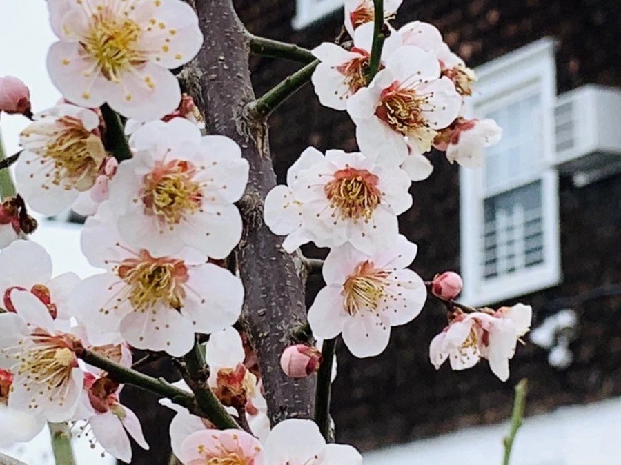 IMG_3587.jpg?type=w966